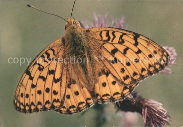 Schmetterlinge Papillon Tabac d_Espagne
