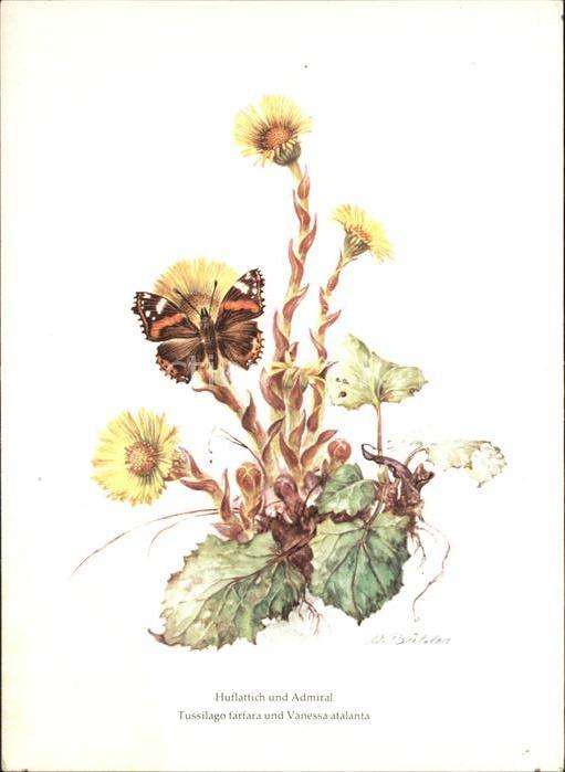 Schmetterlinge Admiral Blume Huflattich Künstlerkarte