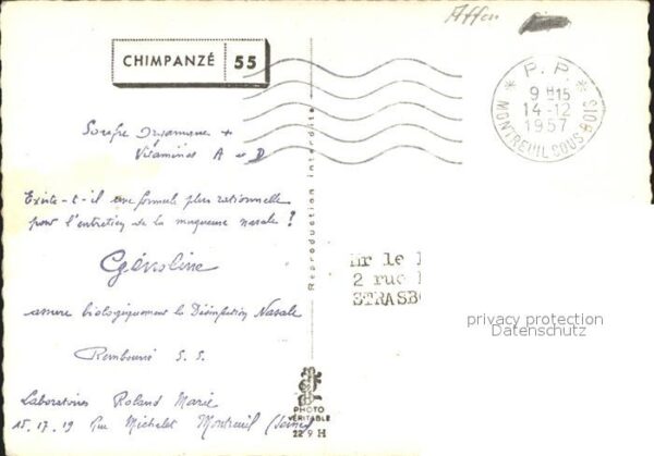 Affen Schimpansen – Bild 2