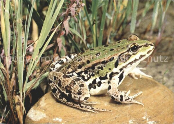 Froesche Wasserfrosch