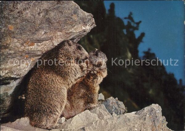 Murmeltier Marmottes Marmots