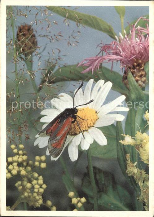 Insekten Widderchen Blume Margrite