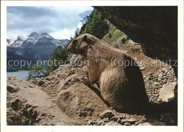 Murmeltier Marmotta