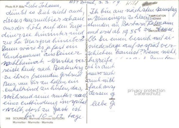 Murmeltier Marmotta – Bild 2
