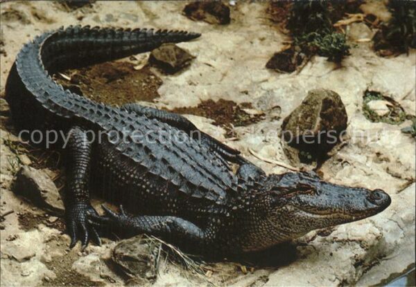 Tiere Krokodil East Africa