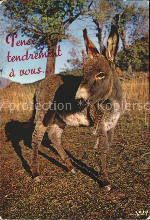 Esel Tiere Iris-Mexichrome