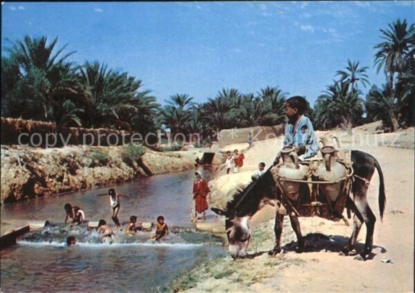 Esel Tiere Tozeur Oasis