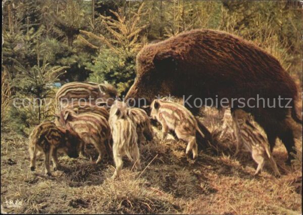Schweine Wildschwein Frischlinge cinghiale sangl