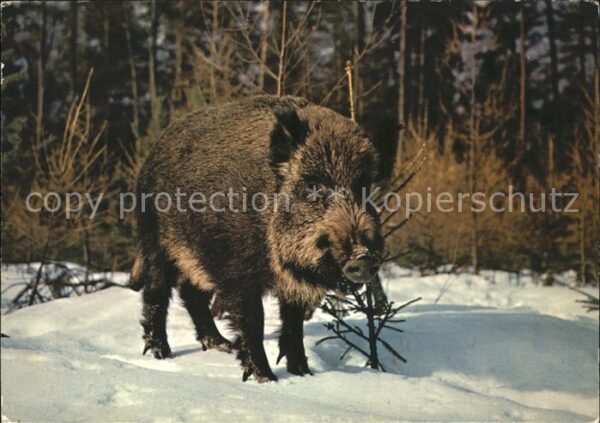 Schweine Wildschwein cinghiale