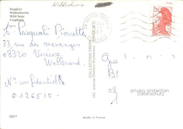 Schweine Wildschwein cinghiale – Bild 2
