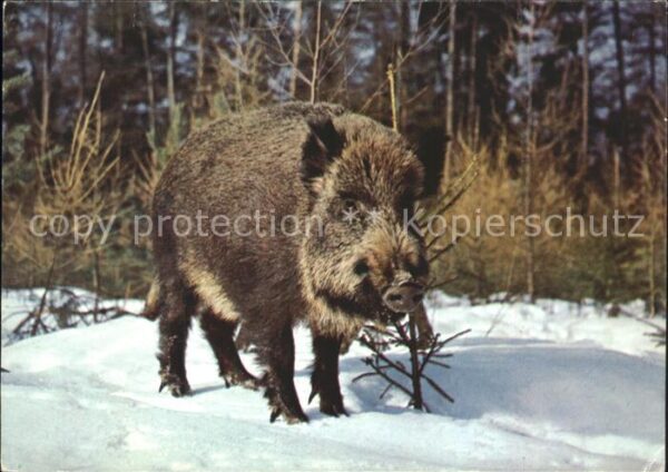 Schweine Wildschwein cinghiale sanglier