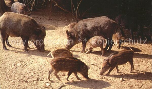 Schweine Wildschweine Sangliers