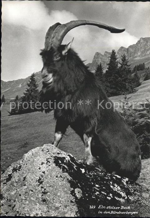 Steinbock Bündnerbergen