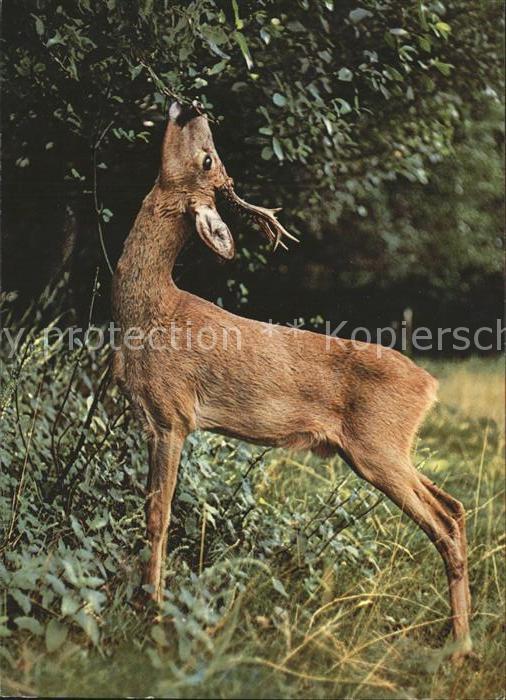 Tiere Rehbock Reebok Chevreuil