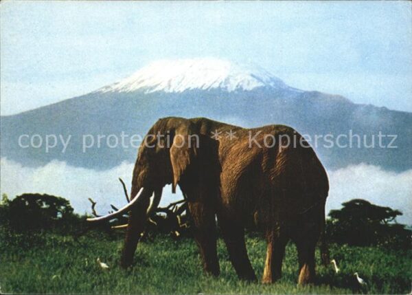 Elefant Kilimanjaro