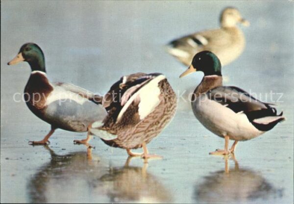 Enten Canard Colvert