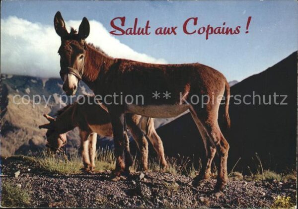 Esel Tiere