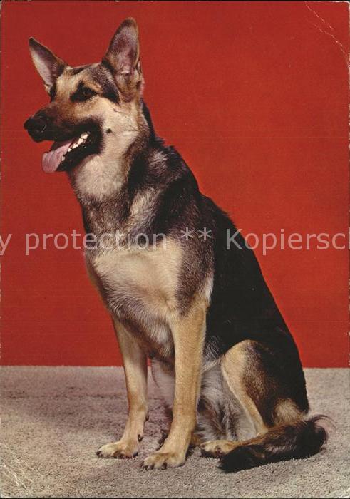 Schaeferhunde