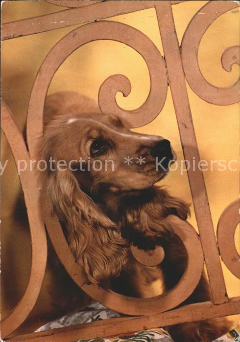 Hunde
