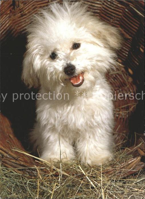 Hunde Coton de Tulear