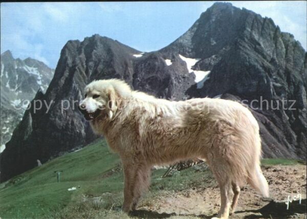 Hunde Chien des Pyrenees