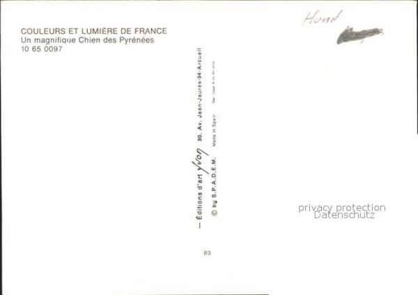 Hunde Chien des Pyrenees – Bild 2