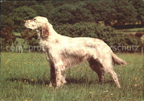 Hunde
