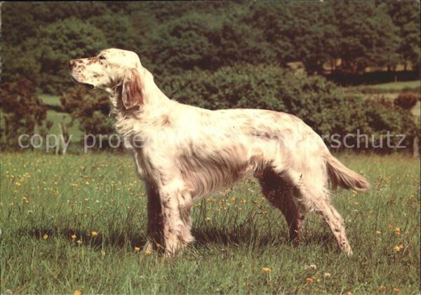 Hunde