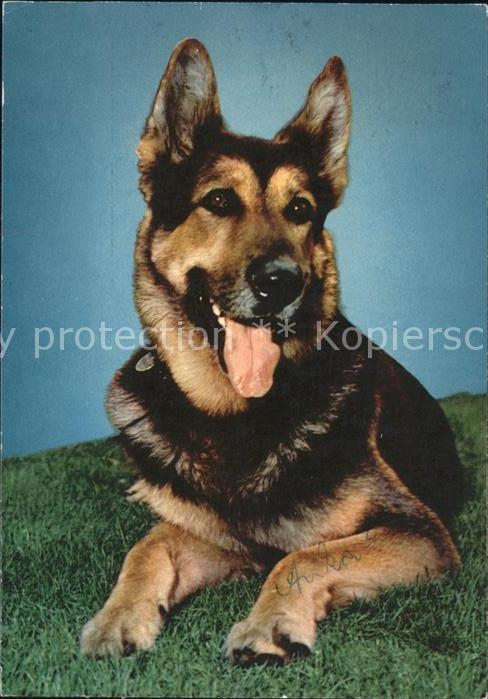 Schaeferhunde