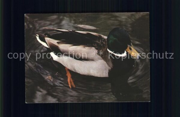 Enten Canard col vert male