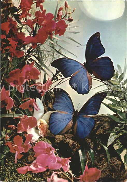 Schmetterlinge Blumen