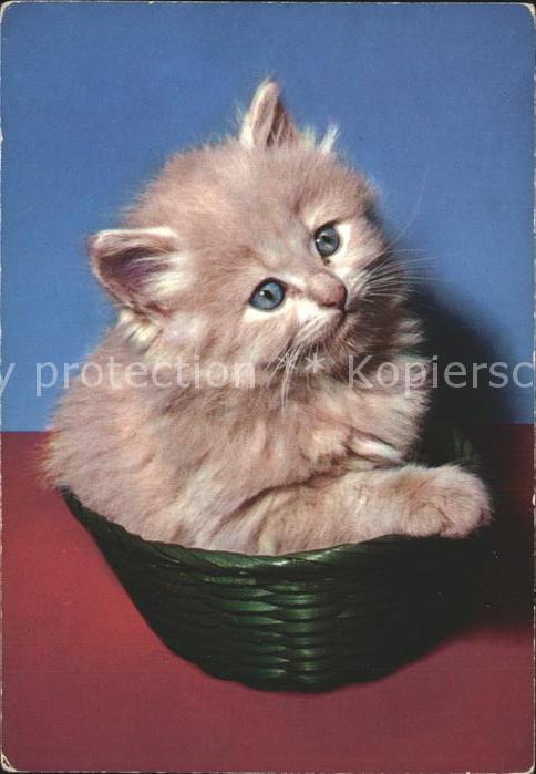 Katzen
