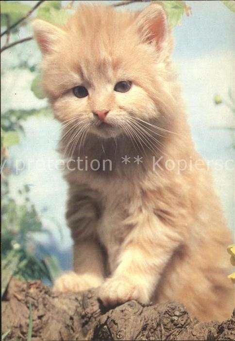 Katzen
