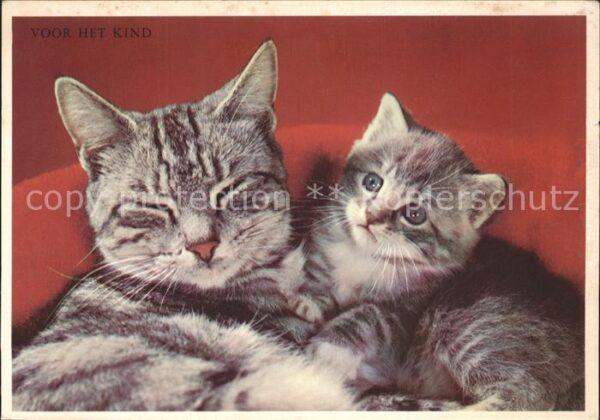 Katzen