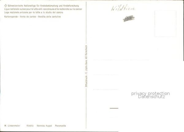Voegel Kiebitz W. Linsenmaier – Bild 2
