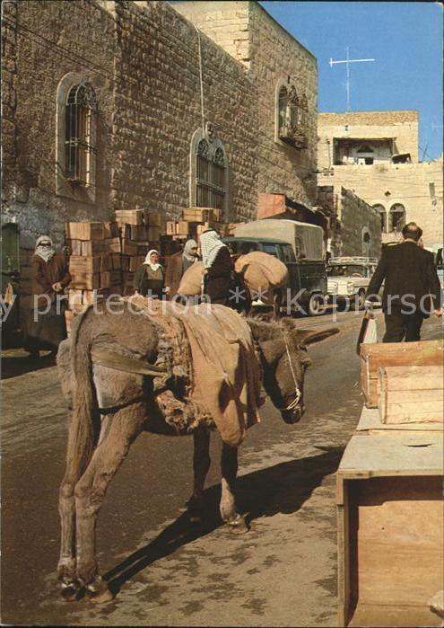 Esel Tiere Bethlehem