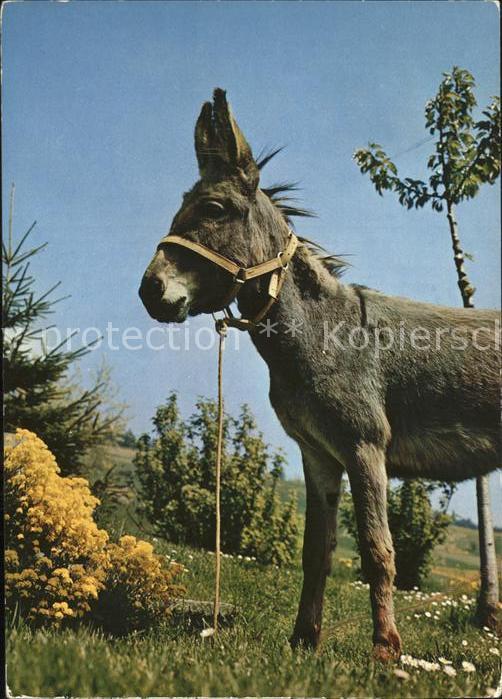 Esel Tiere Donkey