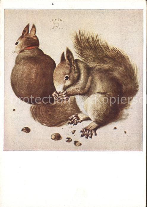 Duerer Albrecht Nuernberg Nr. 343 Eichhörnchen