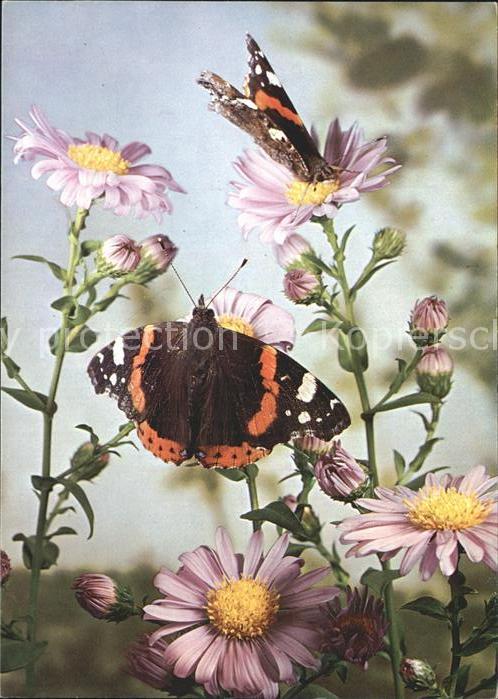 Schmetterlinge Admiral Vulcain Vulcano Blumen