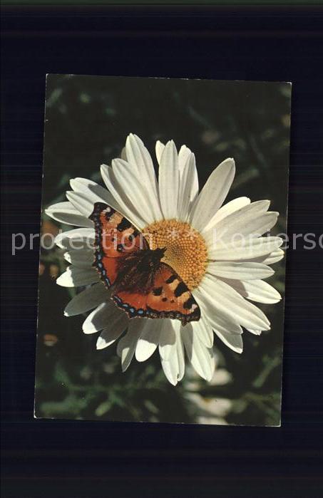 Schmetterlinge Wucherblume