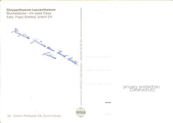 Schmetterlinge Wucherblume – Bild 2
