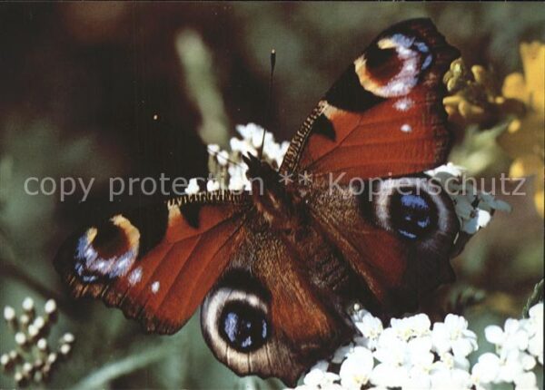Schmetterlinge Tagpfauenauge Paon de Jour