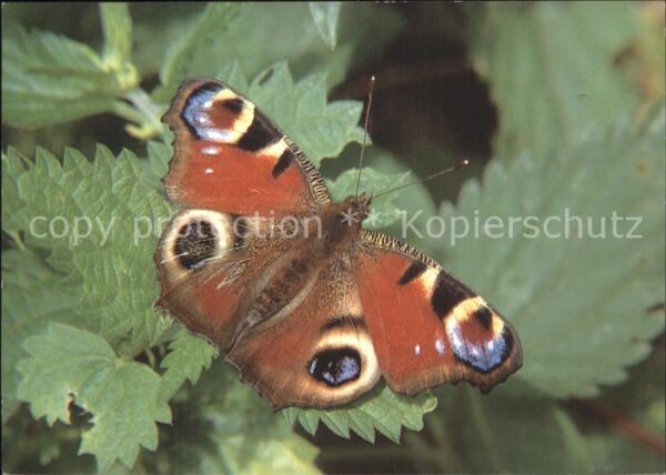 Schmetterlinge Peacock