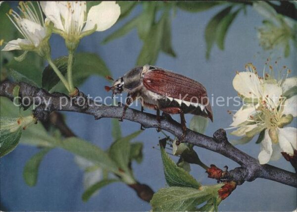 Maikaefer Cockchafer Hanneton Blütenzweig Hanneton Cock-chafer