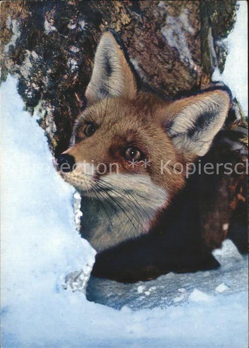 Fuchs Tiere Fox Renard Canis vulpes