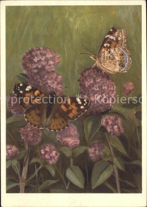 Schmetterlinge Distelfalter Belle-Dame Nymphalidae Kün