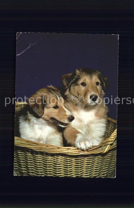 Hunde