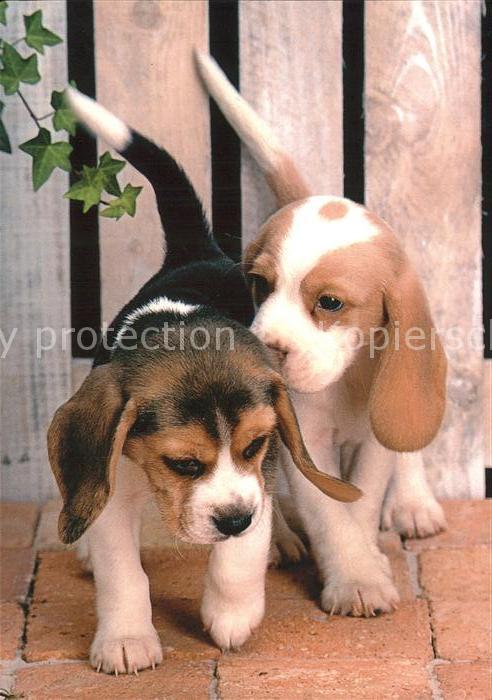 Hunde