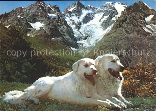 Hunde Chiens des Pyrenees