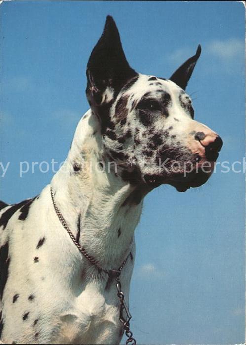 Hunde Deutsche Dogge Harlekin